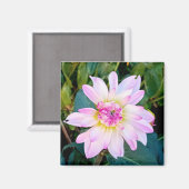 Aimant Fleur crème et rose (Recto/Verso)