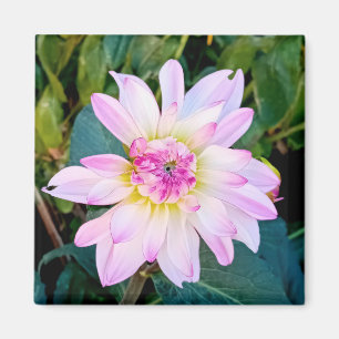 Aimant Fleur crème et rose