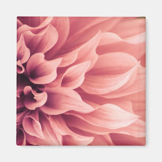 Aimant Fleur Dahlia (Devant)