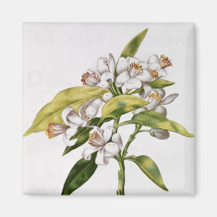Aimant Fleur d'arbre orange, de 'La Guirlande de Julie'