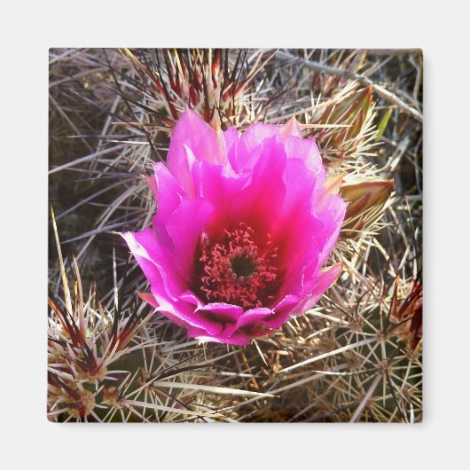Aimant Fleur de cactus en fleurs (figuier de Barbarie) (Devant)
