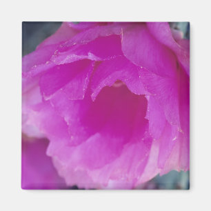 Aimant Fleur de Cactus Hérisson Rose (Echinocereus