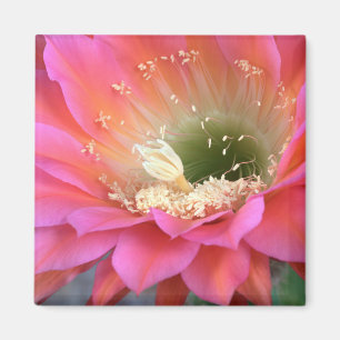 Aimant Fleur de cactus rose dans le désert