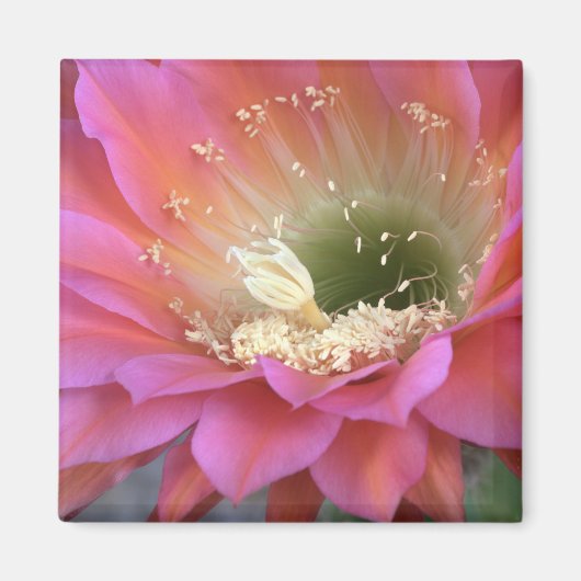 Aimant Fleur de cactus rose dans le désert (Devant)