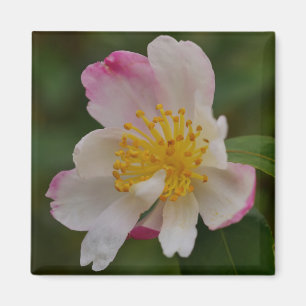 Aimant Fleur de Camélia
