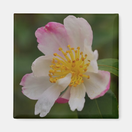 Aimant Fleur de Camélia (Devant)