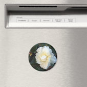Aimant fleur de camélia blanche (In Situ (Lave-vaisselle))