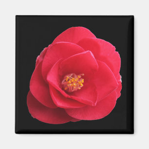 Aimant fleur de camélia rouge