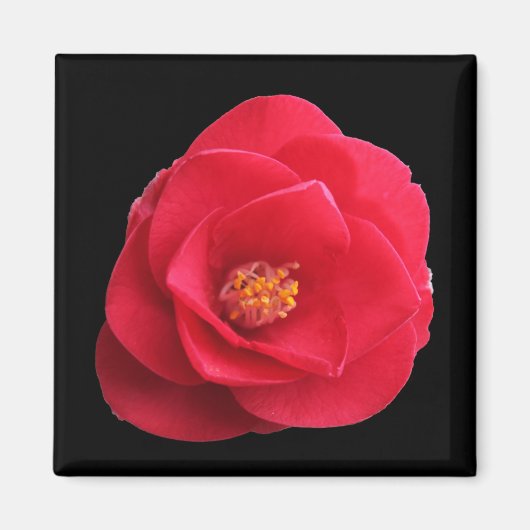 Aimant fleur de camélia rouge (Devant)