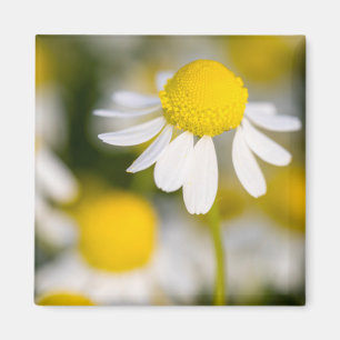 Aimant Fleur de camomille en gros plan, Hongrie