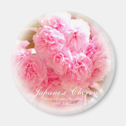 Aimant Fleur de cerise double : Sato-zakura (Devant)
