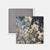 Aimant Fleur de cerisier blanc / Sakura / ク(桜) (Recto/Verso)