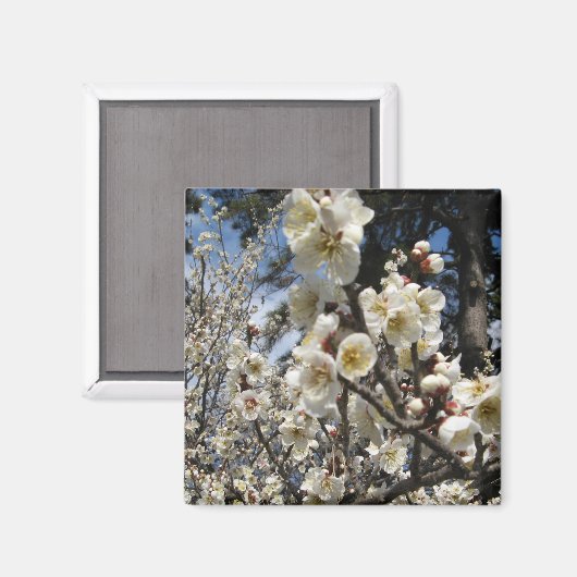 Aimant Fleur de cerisier blanc / Sakura / ク(桜) (Recto/Verso)