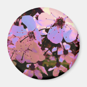 Aimant Fleur de cerisier rose