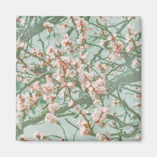 Aimant Fleur de cerisiers (Devant)