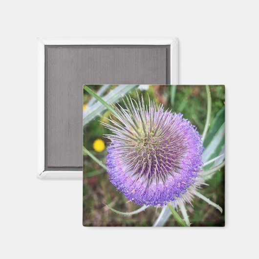 Aimant Fleur de chardon (Recto/Verso)