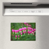 Aimant Fleur de coeur saignant (In Situ (Lave-vaisselle))