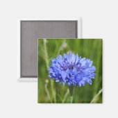 Aimant Fleur de Cornouailles bleu unique en vert anglais  (Recto/Verso)