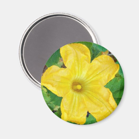 Aimant Fleur de courgettes (Recto/Verso)