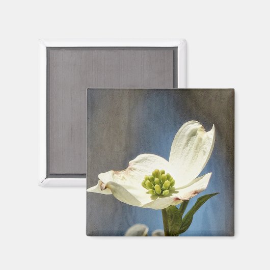 Aimant Fleur de Dogwood Blanc (Recto/Verso)