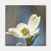 Aimant Fleur de Dogwood Blanc (Devant)
