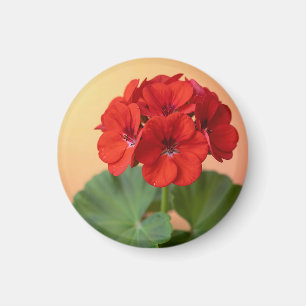 Aimant Fleur de Géranium Rouge Vibrante en Fleurs