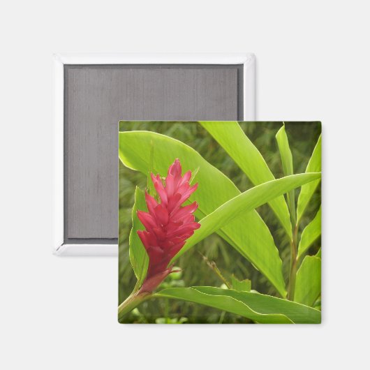 Aimant Fleur de gingembre rouge (Alpinia) tropicale (Recto/Verso)