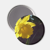 Aimant fleur de jonquille jaune au soleil (Recto/Verso)