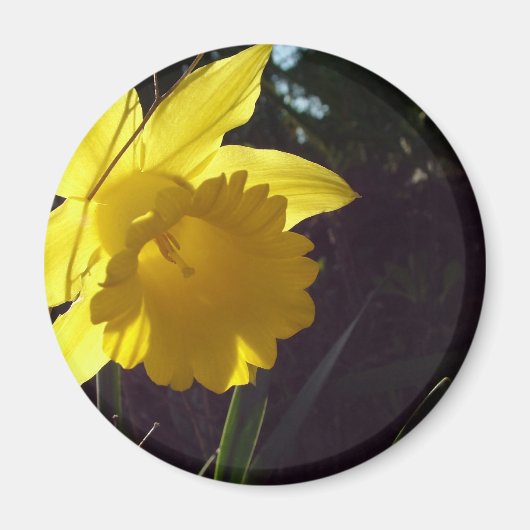 Aimant fleur de jonquille jaune au soleil (Devant)