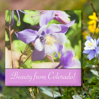 Aimant Fleur de l'État du Colorado Aquilegia des montagne
