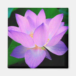 Aimant Fleur de Lotus