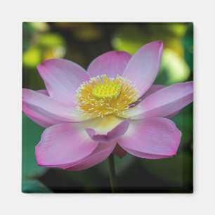 Aimant Fleur de lotus en fleurs, Indonésie