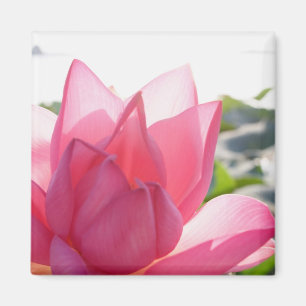 Aimant fleur de lotus [Nelumbo speciosum] en pleine