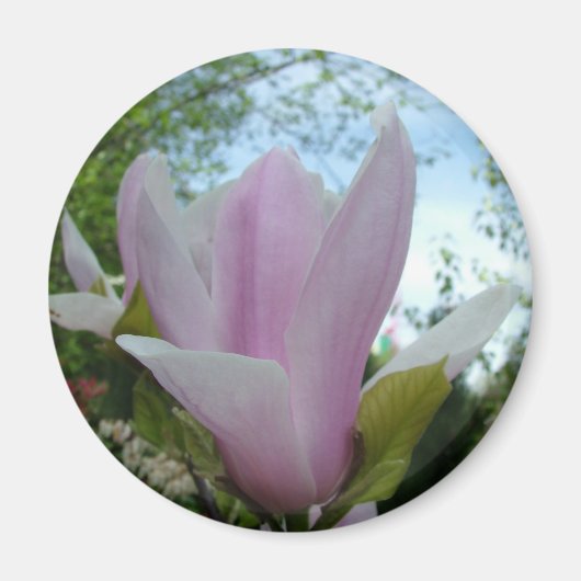 Aimant fleur de magnolia (Devant)
