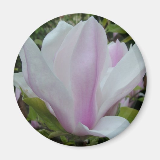Aimant fleur de magnolia (Devant)