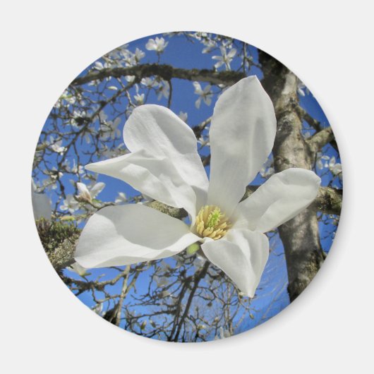 Aimant Fleur de Magnolia blanche dans l'arbre. (Devant)