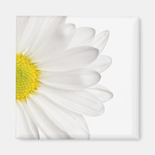 Aimant Fleur de marguerite blanche Arrière - plan de marg