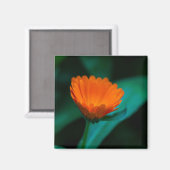 Aimant Fleur de marguerite orange (Recto/Verso)