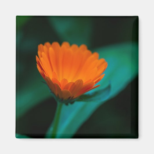 Aimant Fleur de marguerite orange (Devant)