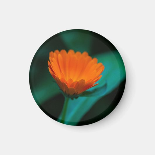 Aimant Fleur de marguerite orange (Devant)