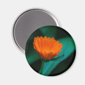 Aimant Fleur de marguerite orange (Recto/Verso)