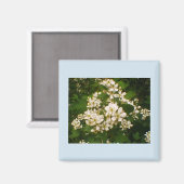 Aimant Fleur de mûre (Recto/Verso)