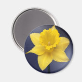 Aimant Fleur de Narcisse jaune peinture à l'aquarelle flo (Recto/Verso)