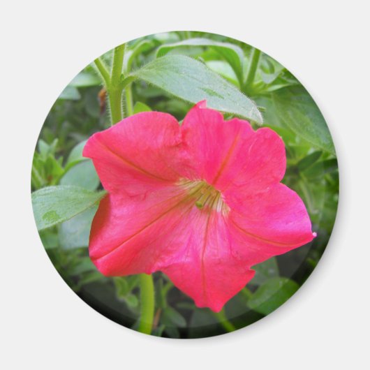 Aimant Fleur de pétunia rose (Devant)