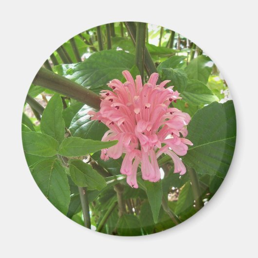 Aimant Fleur de plume brésilienne (Devant)