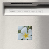 Aimant Fleur de Plumeria Tropicale Blanche De Fidji (In Situ (Lave-vaisselle))