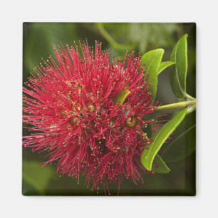 Aimant Fleur de Pohutukawa, Dunedin