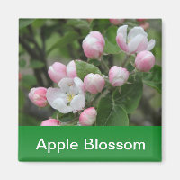 fleur de pomme et feuilles verts