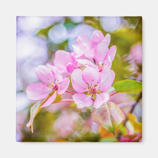 Aimant Fleur de pomme rose (Devant)