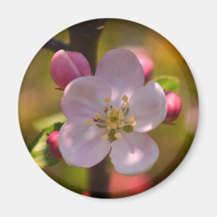 Aimant Fleur de pommier au printemps